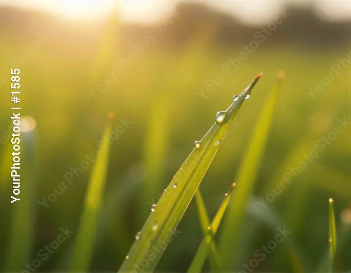 Close-up of Grass Blade with Water Droplets nature