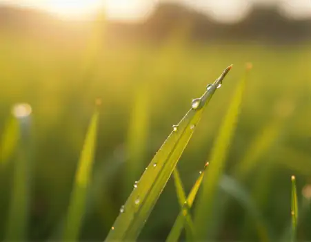 Close-up of Grass Blade with Water Droplets nature