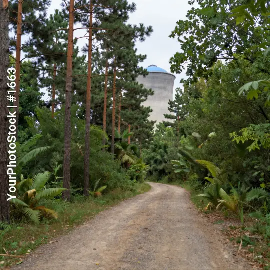 Dirt Road Through Forest trees fern nature background