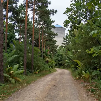 Dirt Road Through Forest trees fern nature background