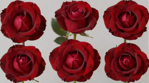 Six Red Roses Arrangement romantic elegant flowers
