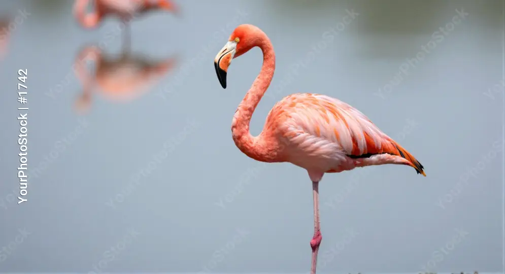 Pink Flamingo Standing by Water reflective peaceful