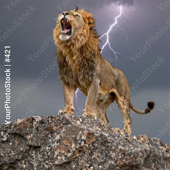 Powerful Lion Roaring on Rocky Cliff wildlife