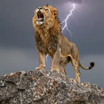 Powerful Lion Roaring on Rocky Cliff wildlife