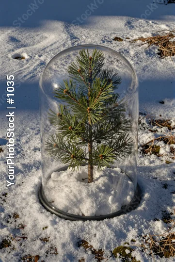 Coniferous Tree in Snow Dome pine tree glass dome