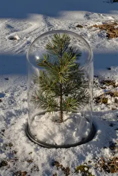 Coniferous Tree in Snow Dome pine tree glass dome