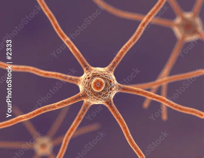 Neurons in Radial Pattern with Orange Nucleus