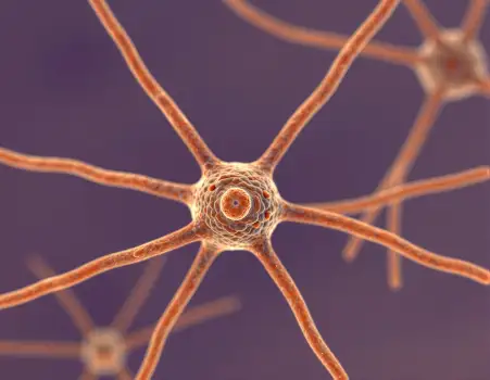 Neurons in Radial Pattern with Orange Nucleus