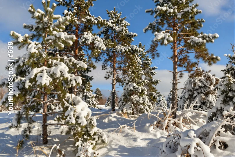 Snowy Pine Trees in Winter Landscape serene nature