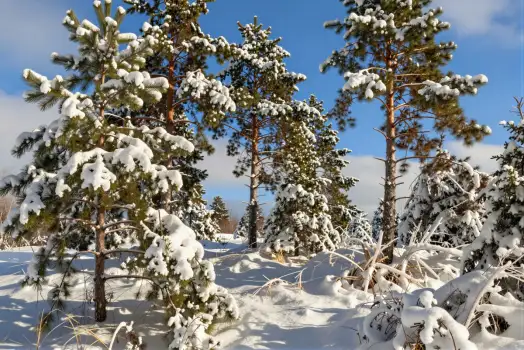 Snowy Pine Trees in Winter Landscape serene nature