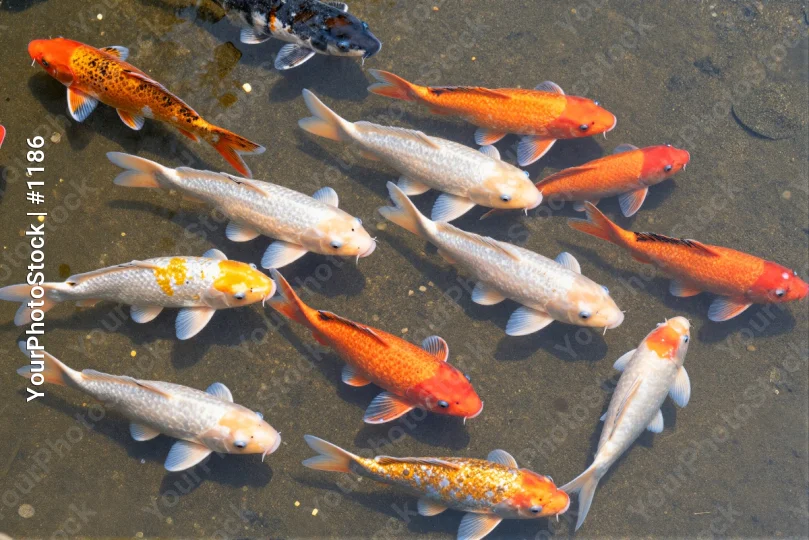 Group of Koi Fish Swimming in Murky Pond murky water