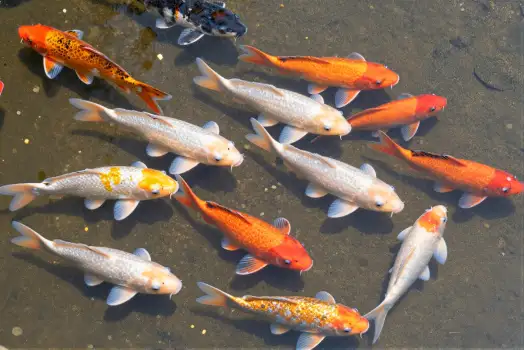 Group of Koi Fish Swimming in Murky Pond murky water