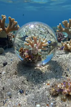Transparent Sphere Revealing Pink Coral in Serene Underwater Reef