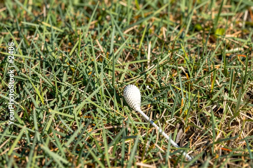 Close-up of White Flower Bud in Grass nature low angle