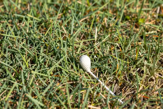 Close-up of White Flower Bud in Grass nature low angle
