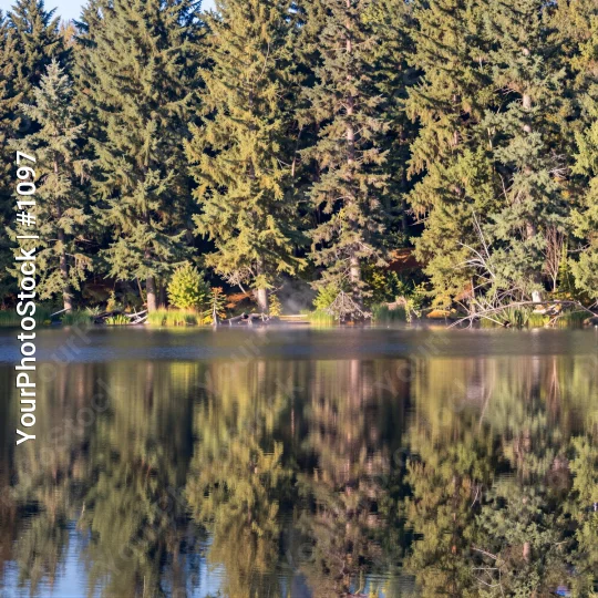 Calm Lake Surrounded by Trees Reflecting Sky reflection