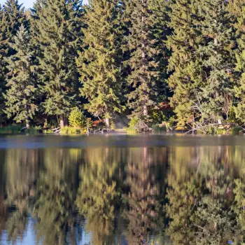 Calm Lake Surrounded by Trees Reflecting Sky reflection