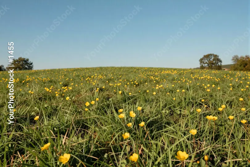 Bright Yellow Flowers in Full Bloom field grass