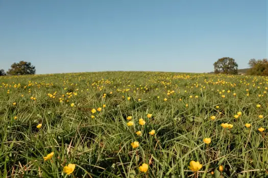 Bright Yellow Flowers in Full Bloom field grass