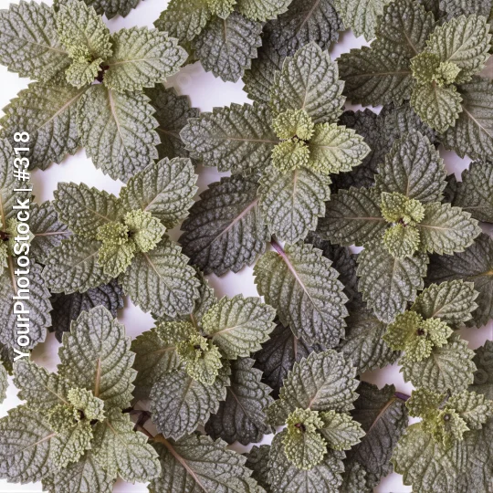Close-up of Mint Leaves fresh herbal food plant