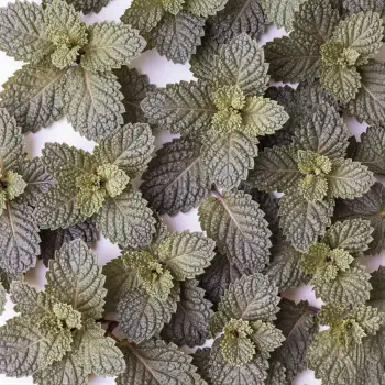 Close-up of Mint Leaves fresh herbal food plant
