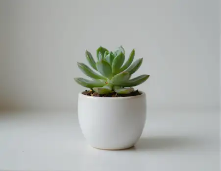 Green Succulent Plant in White Ceramic Pot leaves