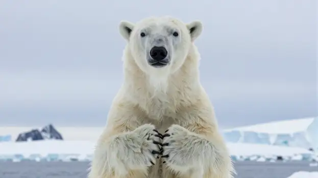 Polar Bear Sitting on Ice