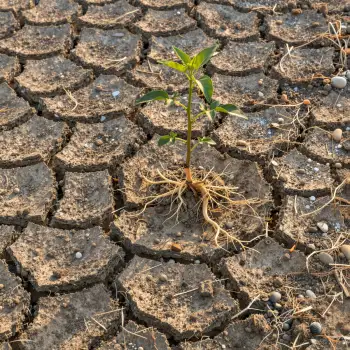 Dry Ground with Growing Plant cracked soil survival