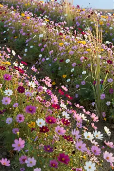 Colorful Flowers Field vibrant close-up wildflowers