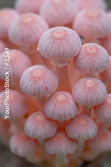 Cluster of Pink Mushrooms close-up nature fungi