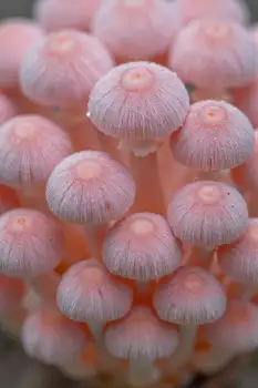 Cluster of Pink Mushrooms close-up nature fungi