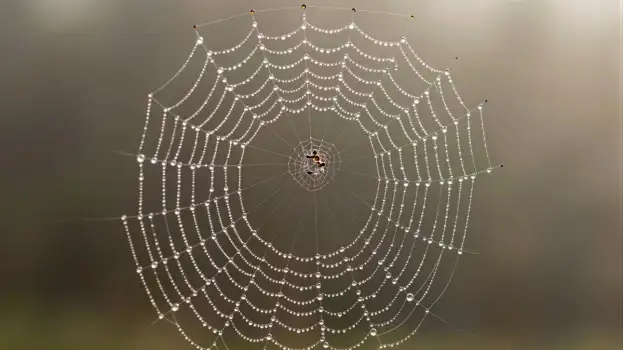 Spider Web with Water Droplets intricate insect