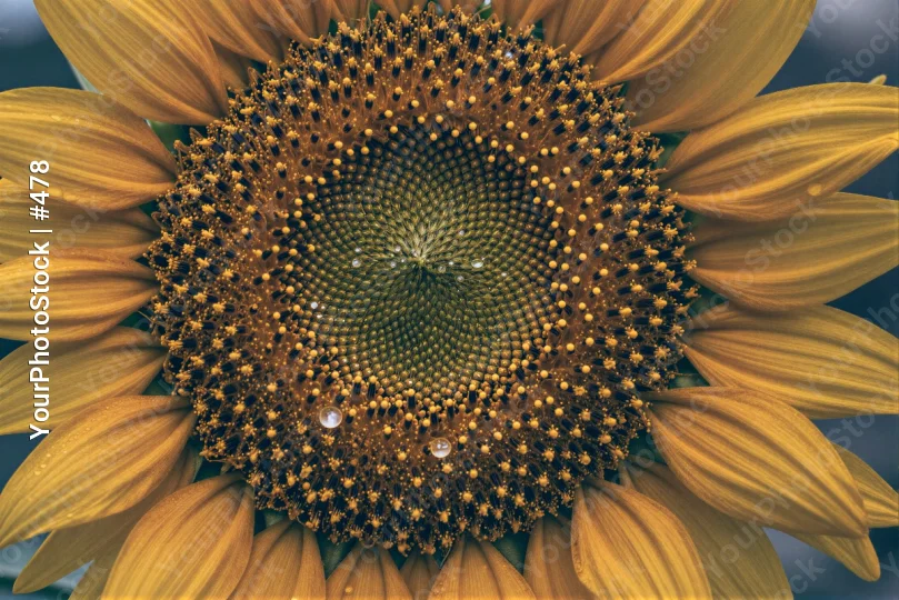 Bright Yellow Sunflower with Curved Petals nature