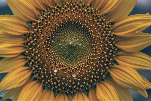 Bright Yellow Sunflower with Curved Petals nature