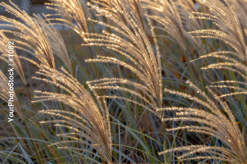 Swaying Golden Grasses in Wind movement energy