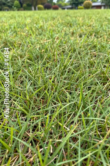 Grassy Field with Freshly Cut Grass vibrant green