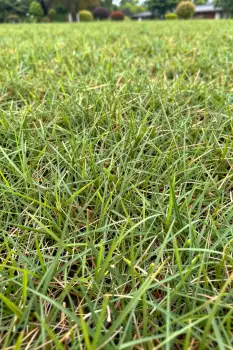 Grassy Field with Freshly Cut Grass vibrant green