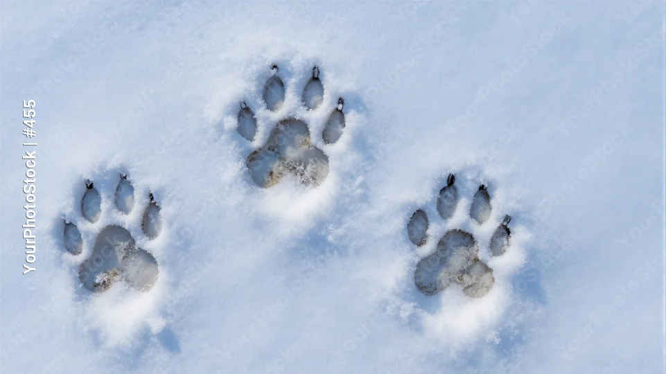 Snowy Circle of Rock Paw Prints rocks pebbles