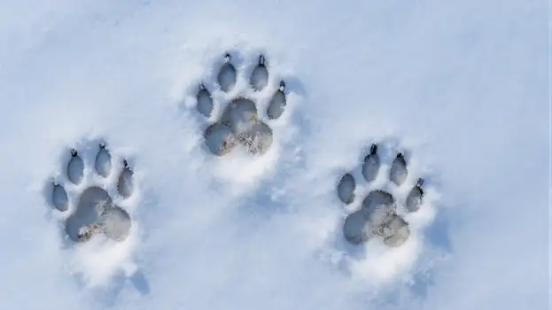 Snowy Circle of Rock Paw Prints rocks pebbles