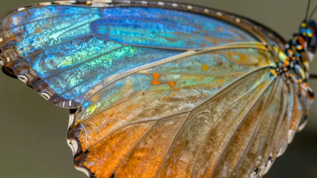 Blue and Orange Butterfly Wing Close-Up nature