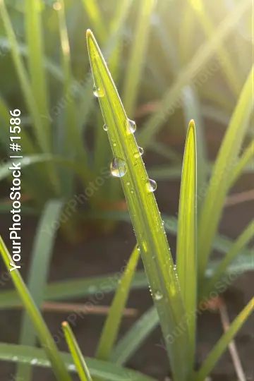 Green Plant with Dew Drops Close-Up natural setting
