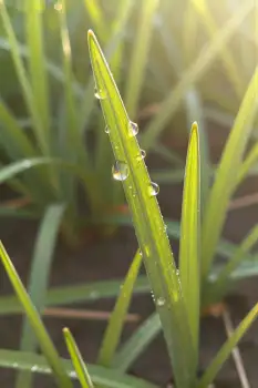 Green Plant with Dew Drops Close-Up natural setting