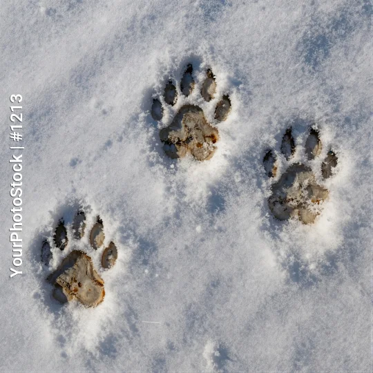 Dog and Cat Paw Prints in Snow tracks wildlife