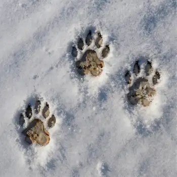 Dog and Cat Paw Prints in Snow tracks wildlife