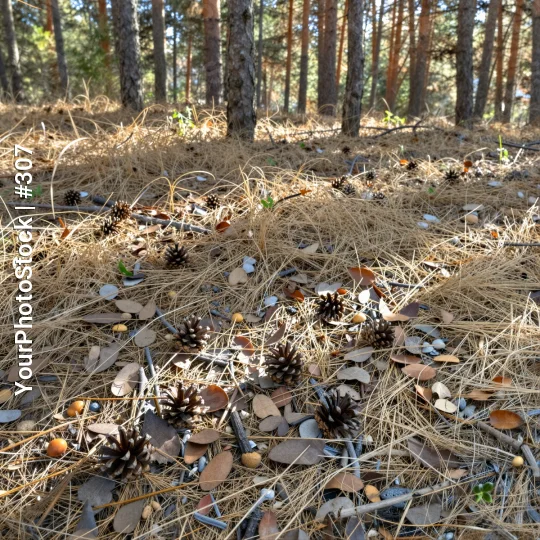 Dry Forest Floor with Pine Cones leaves grass
