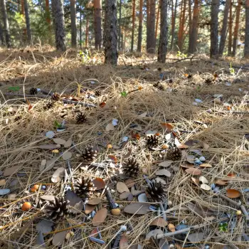 Dry Forest Floor with Pine Cones leaves grass