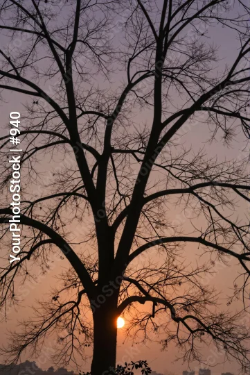 Bare Tree Silhouette Against Sunset bare branches