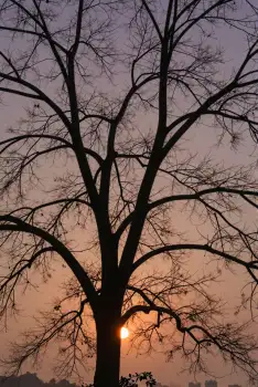 Bare Tree Silhouette Against Sunset bare branches