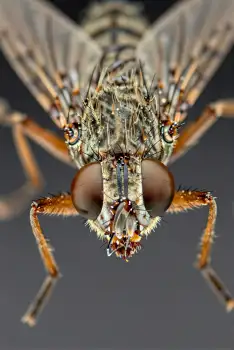 Robber Fly Head Close-Up insect headshot eyes