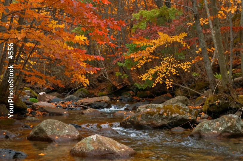 Autumn Forest Landscape leaves fall trees stream